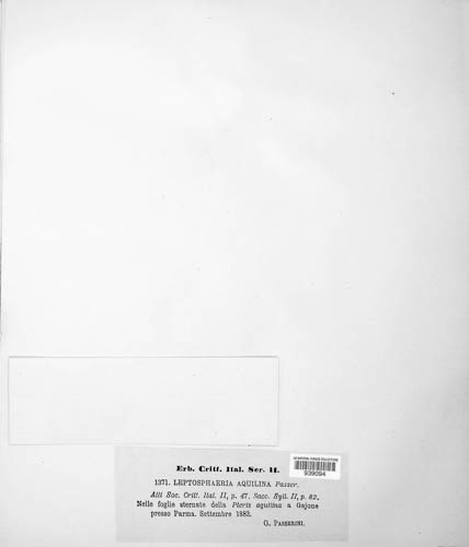 Leptopeltis aquilina image